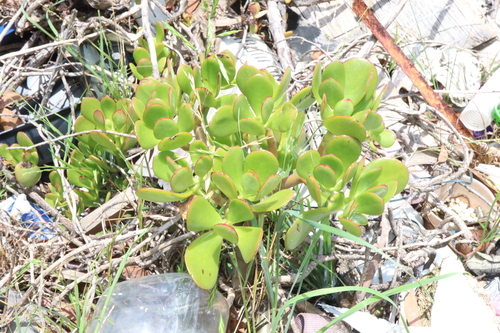 Foto de Planta-jade