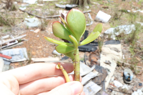 Foto de Planta-jade