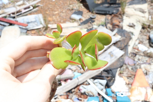 Foto de Planta-jade