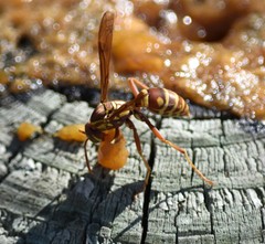 Polistes apachus apachus