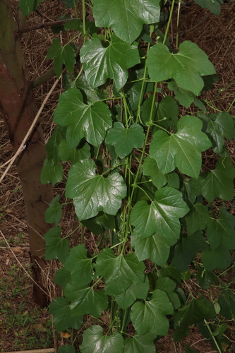 Image of Passiflora morifolia by (c) Thomas Mesaglio, some rights reserved (CC BY)