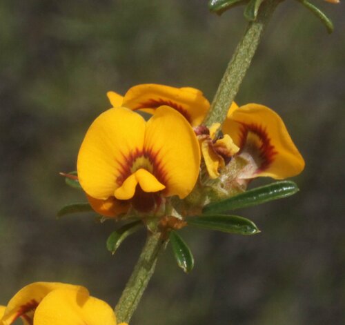 Mirbelia microphylla