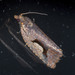 Epitymbia scotinopa - Photo 由 David Akers 所上傳的 (c) David Akers，保留部份權利CC BY-NC