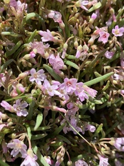 Claytonia exigua