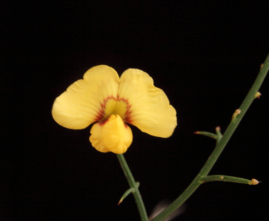 Mirbelia ramulosa