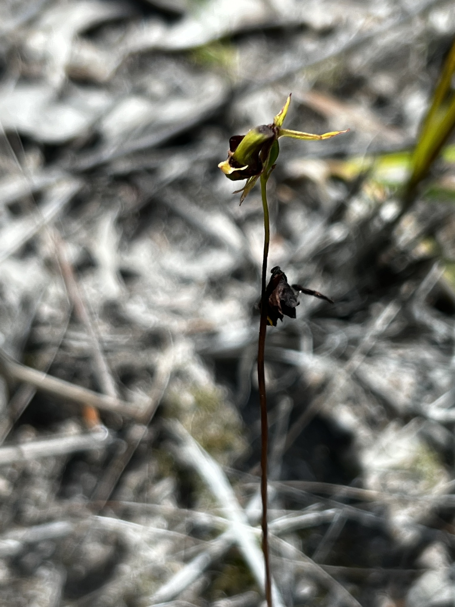 Imagem de Orquídea-pato