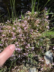 Claytonia exigua
