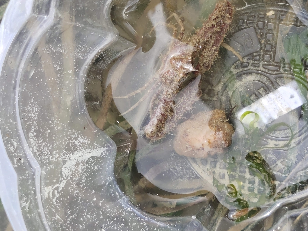 Seagrass Elbow Crab
