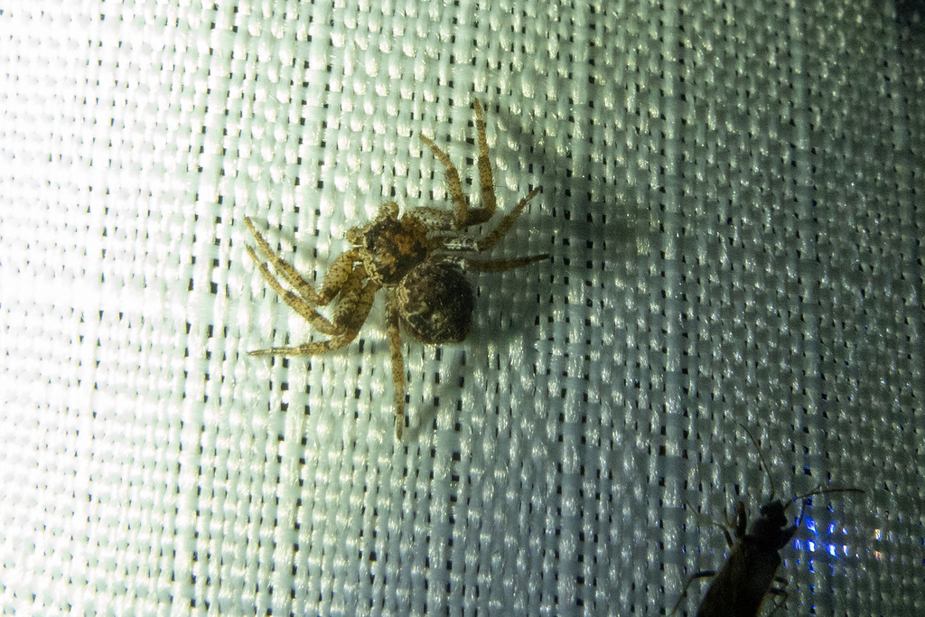 Crab Spiders from Cameron Corner QLD 4492, Australia on August 10, 2023