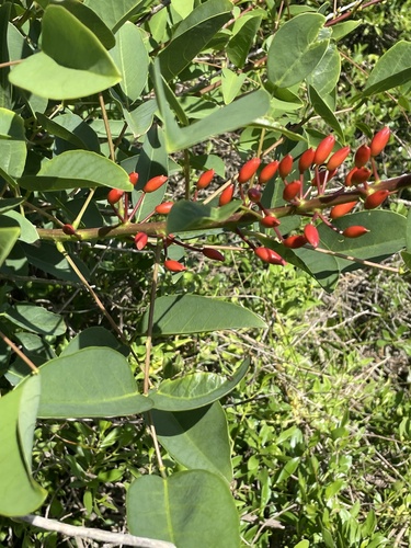 Foto de Corticeira