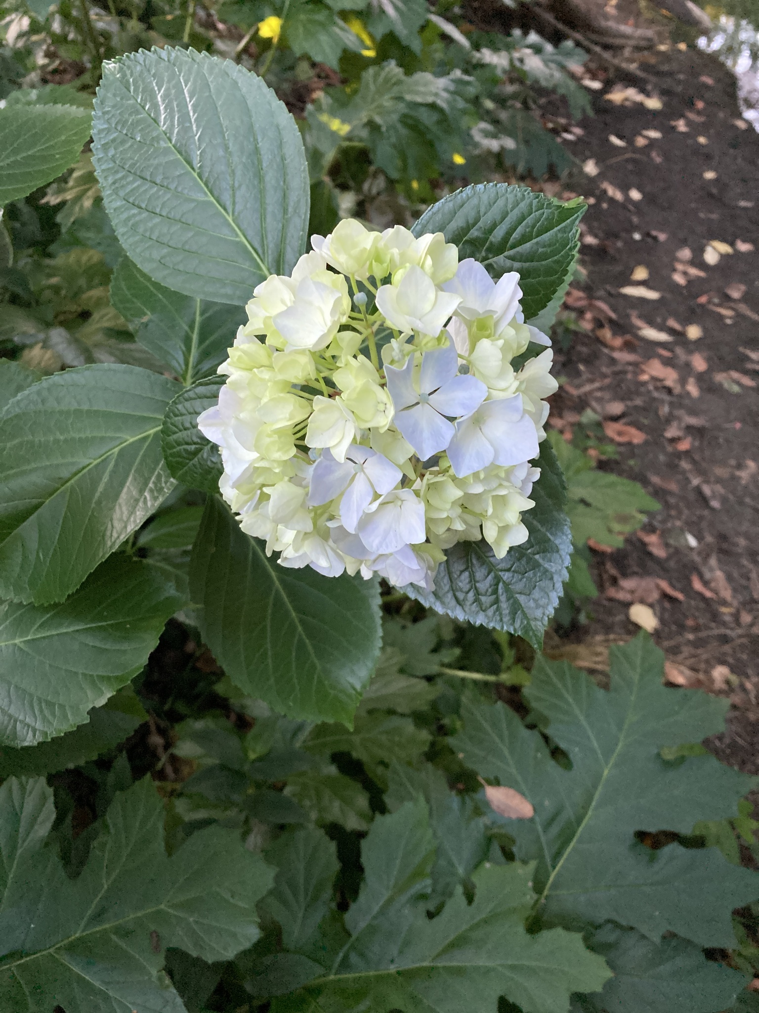 Imagem de Hortênsia
