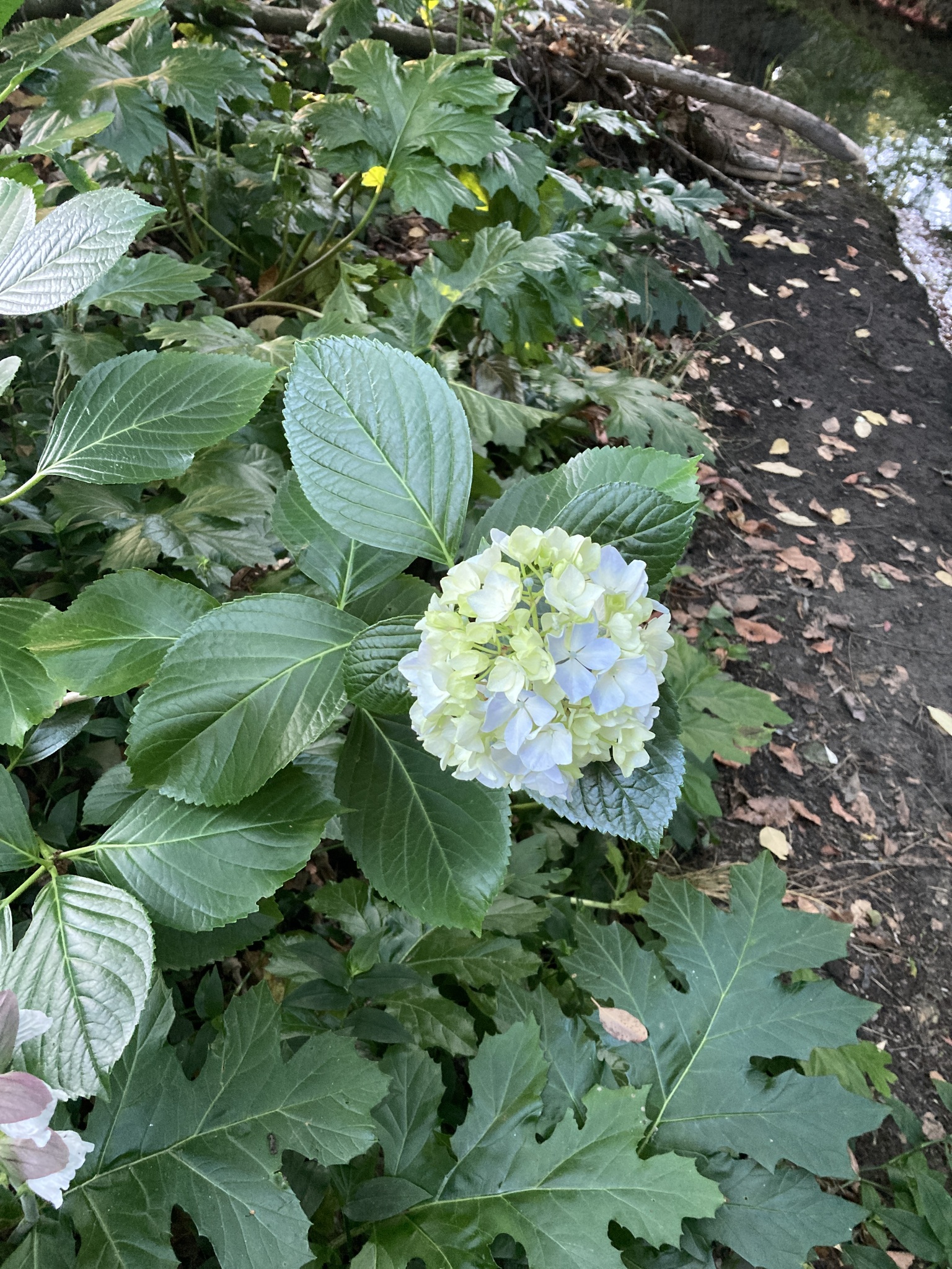 Imagem de Hortênsia