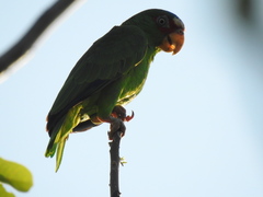 Amazona albifrons