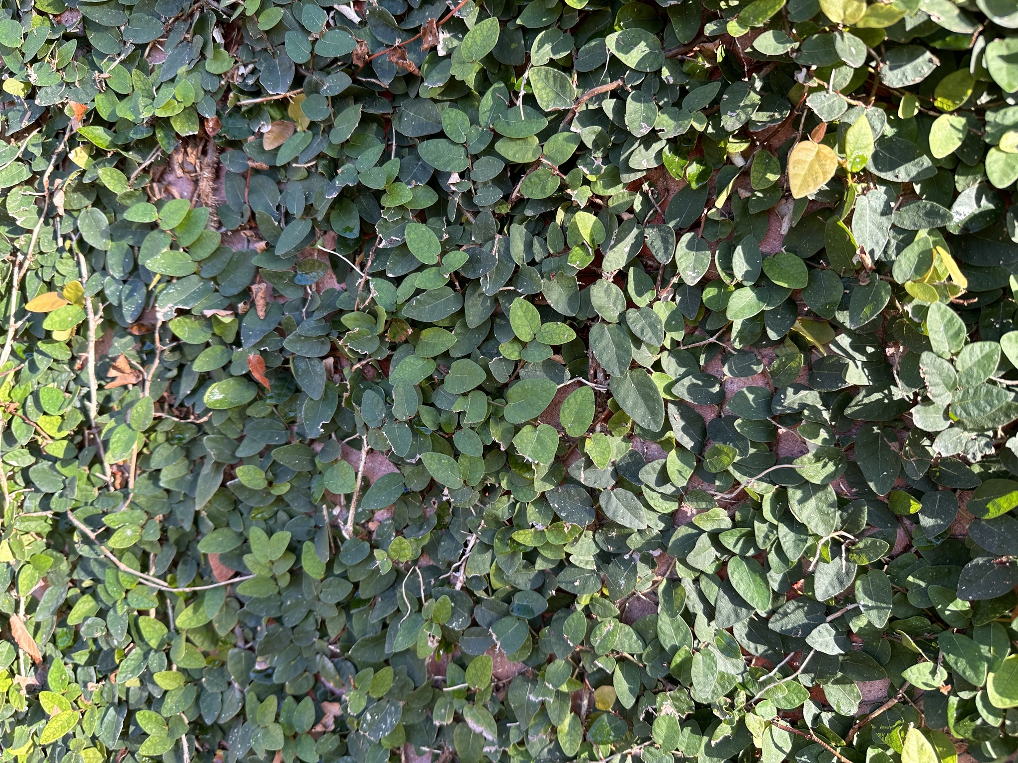 Imagem de Samambaia-de-jardim