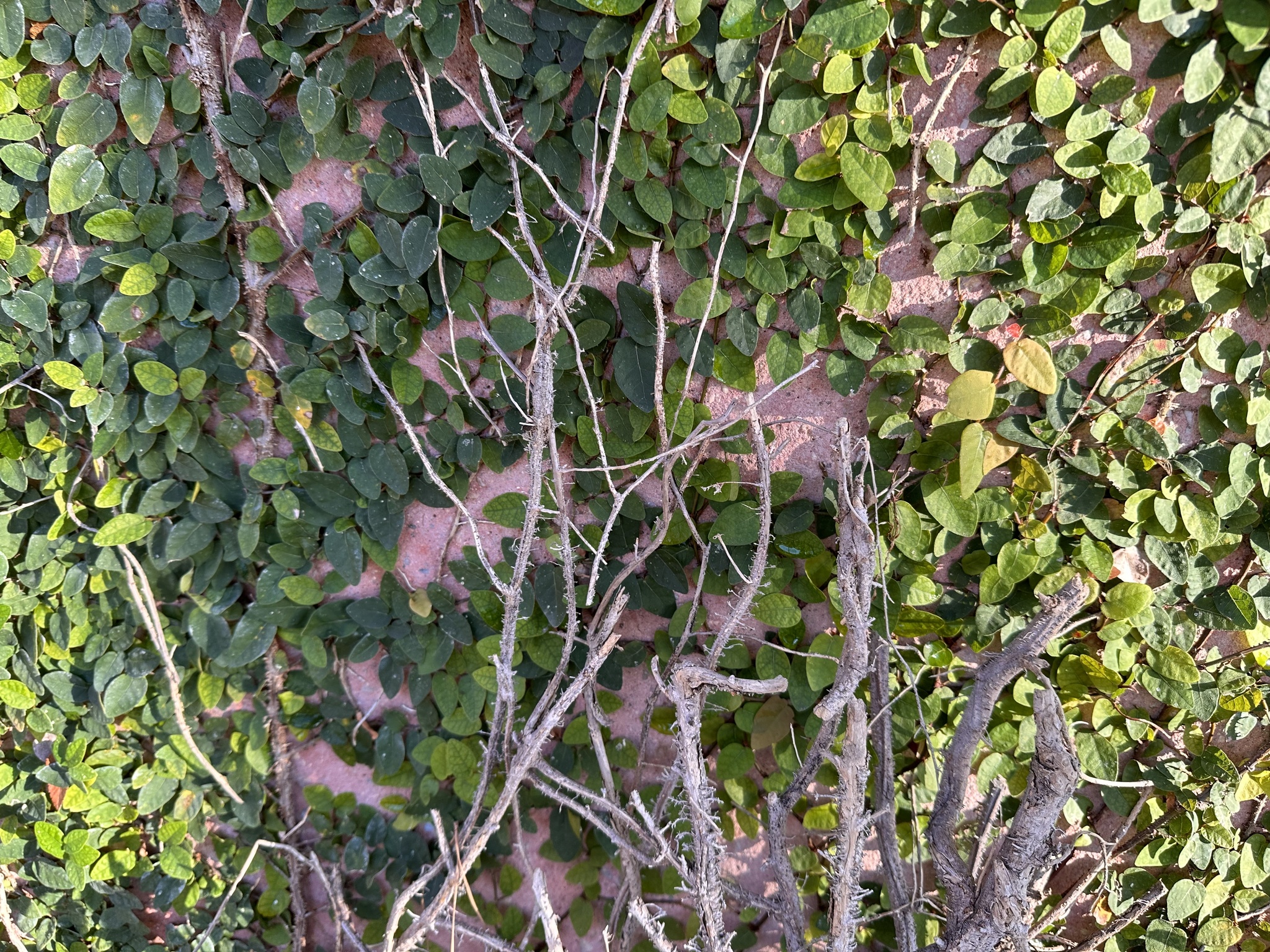 Imagem de Samambaia-de-jardim