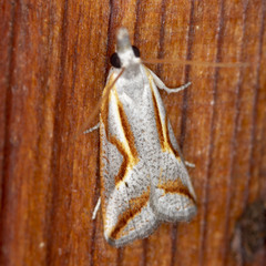 Arotrophora arcuatalis