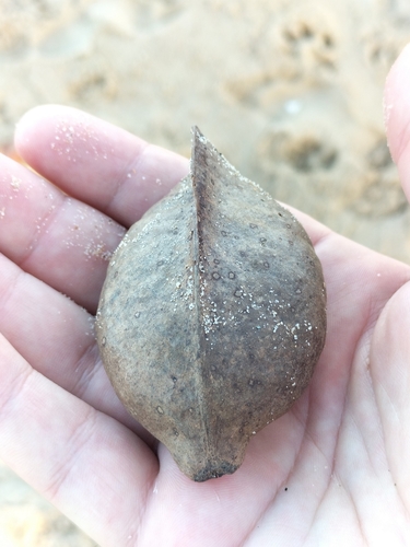 Heritiera littoralis