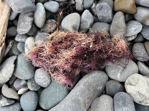 Ahnfeltia plicata observed 2023-11-20