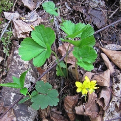 Waldsteinia ternata