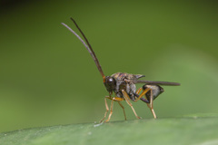 Eucharitinae