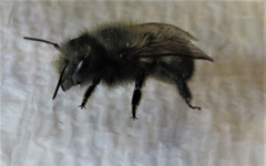 Osmia lignaria lignaria