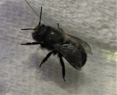 Osmia lignaria lignaria