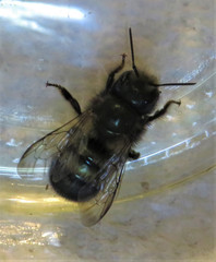 Osmia lignaria lignaria