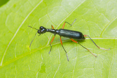 Neocollyris