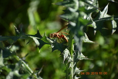 Polistes apachus apachus