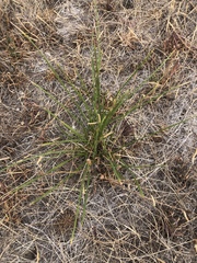 Dianella brevicaulis