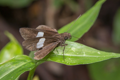 Notocrypta paralysos varians