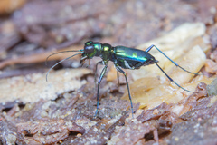 Cylindera versicolor