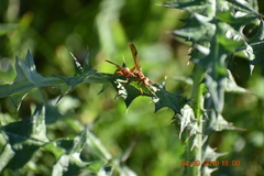 Polistes apachus apachus