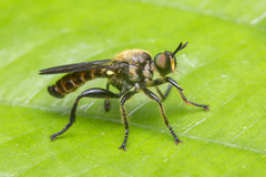 Laphriini