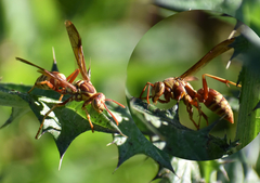 Polistes apachus apachus
