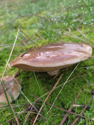 Suillus bellinii — (c) Eva Perez, some rights reserved (CC BY)