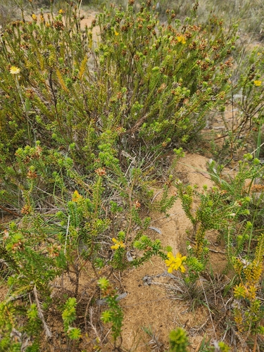 Image of Phyllota squarrosa by (c) Shelomi Doyle, some rights reserved (CC BY)