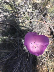 Calochortus splendens