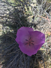 Calochortus splendens