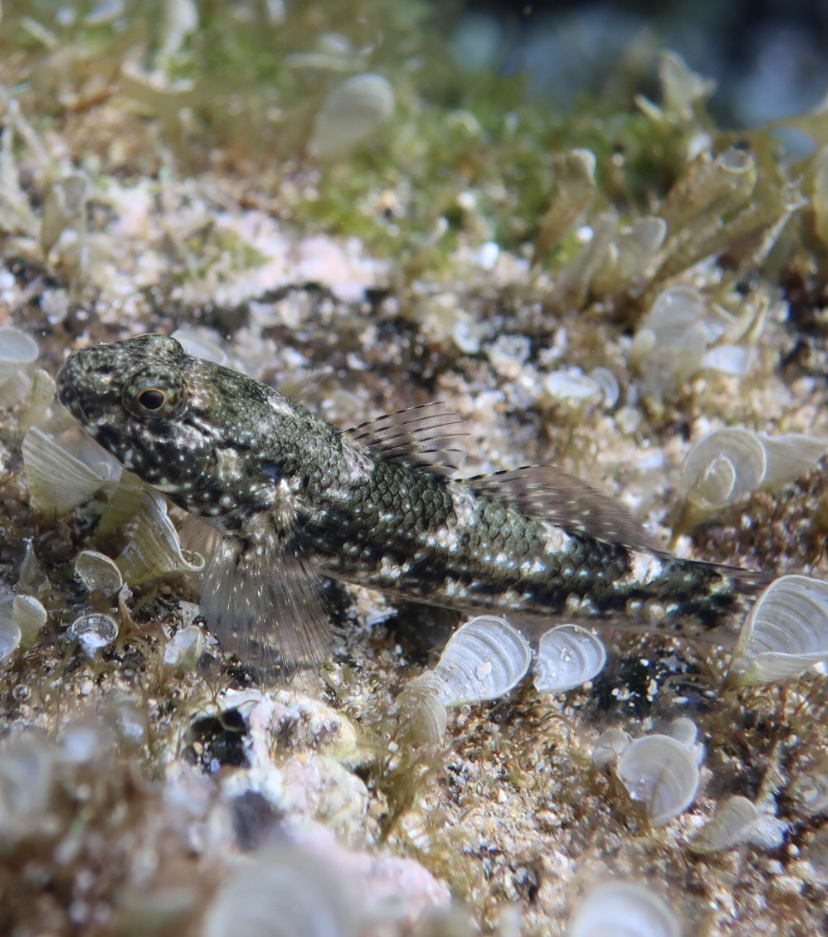 Whitespotted Frillgoby