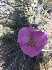 Calochortus splendens