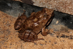 Physalaemus cuvieri