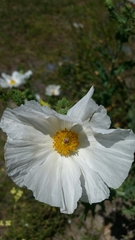Argemone albiflora