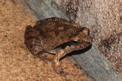 Physalaemus cuvieri