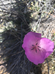 Calochortus splendens