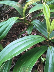 Miconia robinsoniana