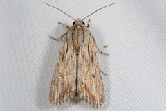 Spodoptera albula