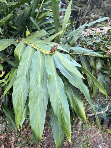 Foto de Lírio-do-brejo