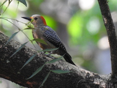 Melanerpes aurifrons