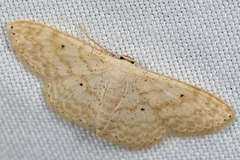 Scopula umbilicata